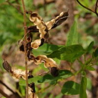 Codariocalyx motorius (Houtt.) H.Ohashi